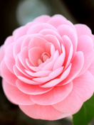 Sfondi Pink Camellia 132x176