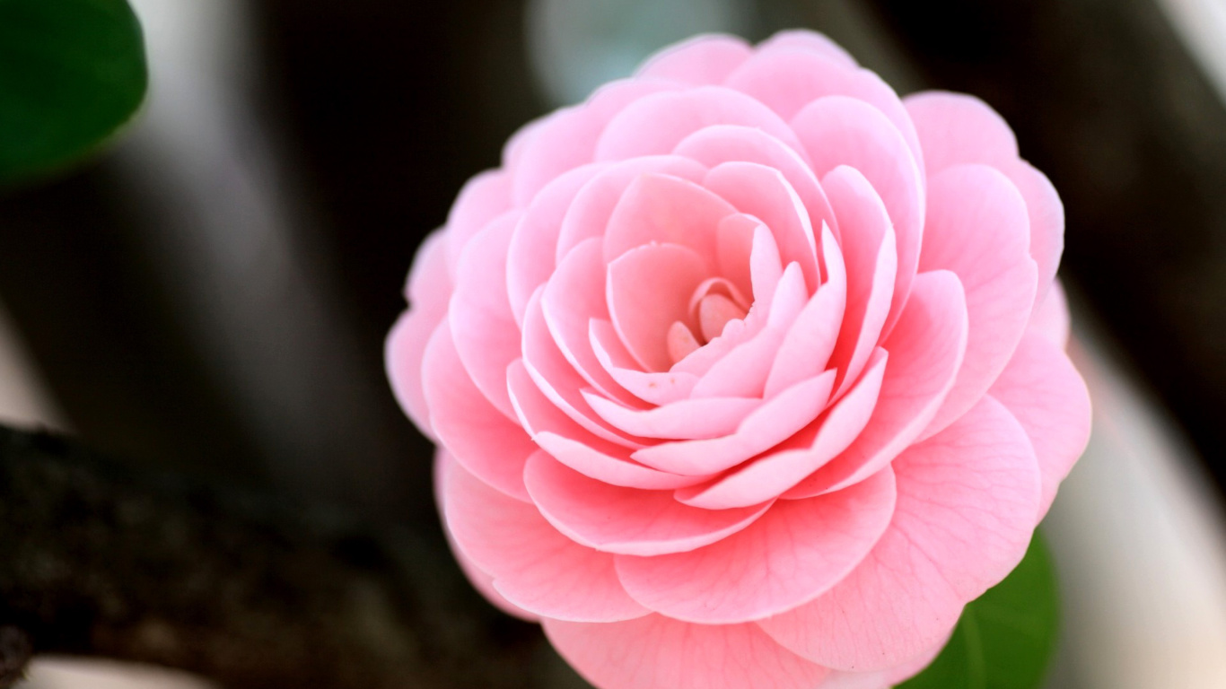 Screenshot №1 pro téma Pink Camellia 1366x768