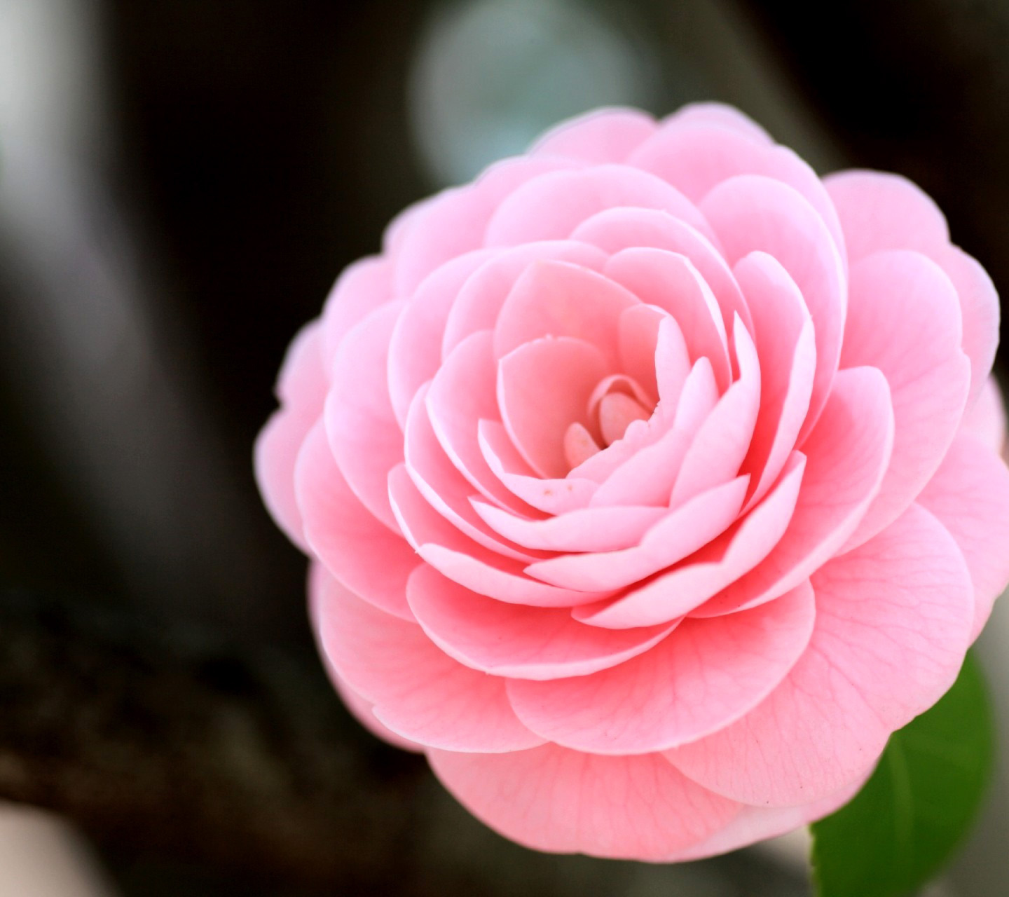 Sfondi Pink Camellia 1440x1280