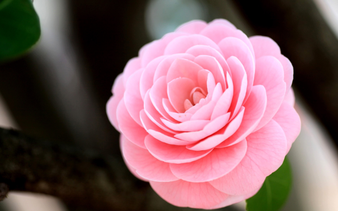 Pink Camellia screenshot #1 1440x900