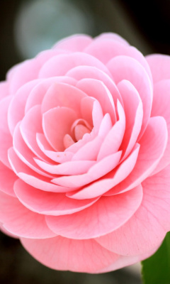 Fondo de pantalla Pink Camellia 240x400