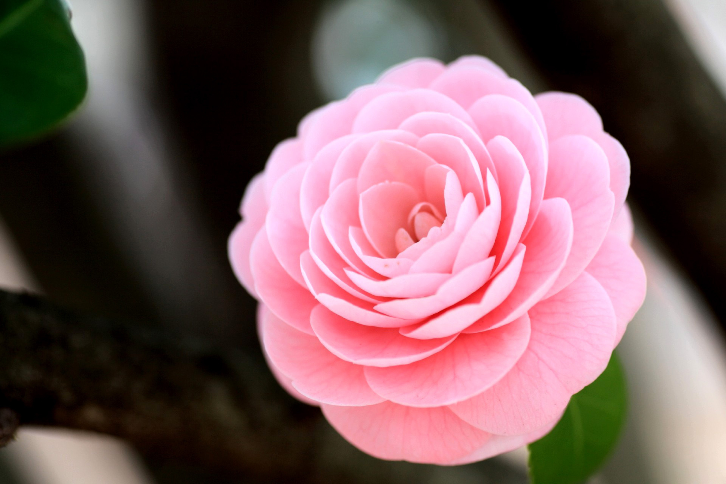 Привлекательный цветок. Японская Камелия Цубаки. Камелия японская Пинк. Розовая Камелия. Цветок Camellia.