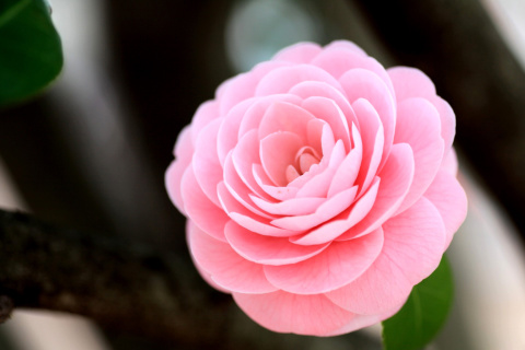 Pink Camellia screenshot #1 480x320