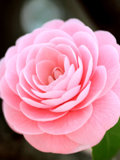 Sfondi Pink Camellia 480x640