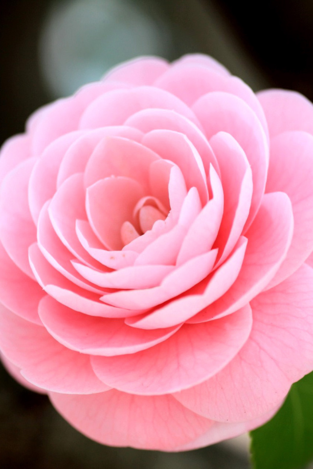 Fondo de pantalla Pink Camellia 640x960