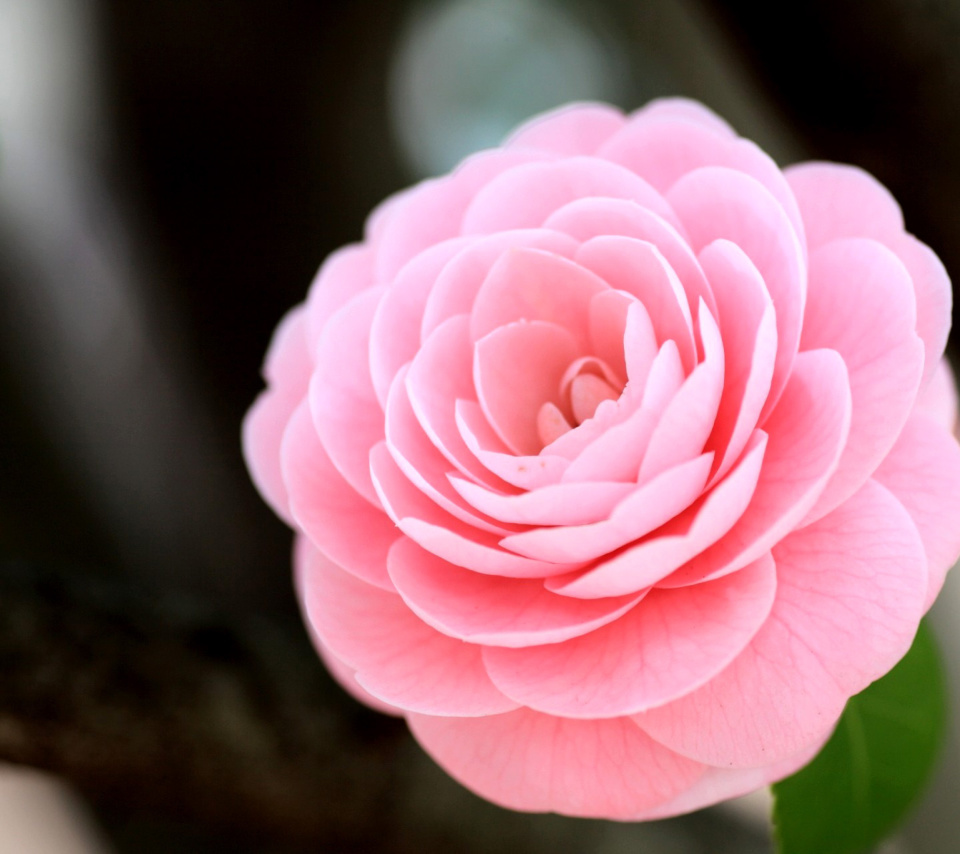 Pink Camellia screenshot #1 960x854