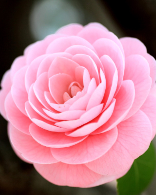 Pink Camellia sfondi gratuiti per LG Wave