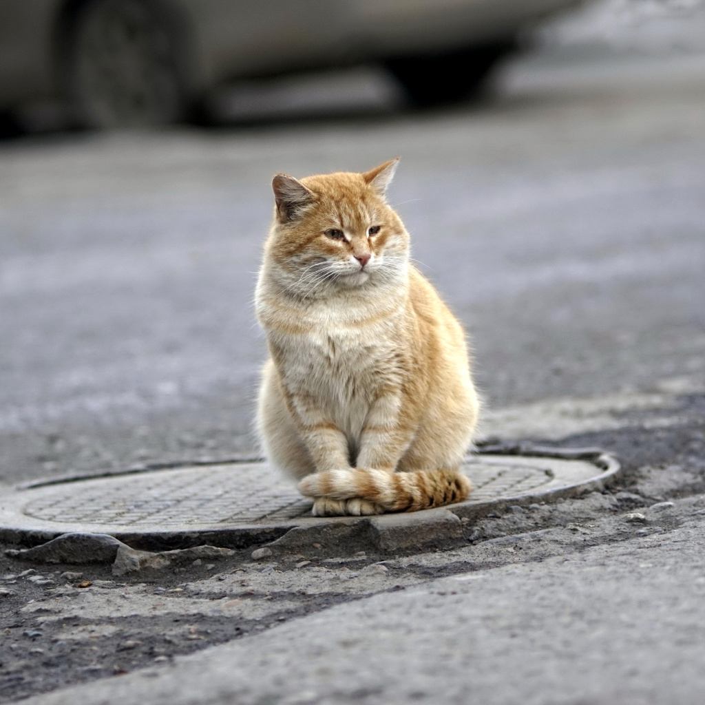 Обои Fluffy cat on the street 1024x1024