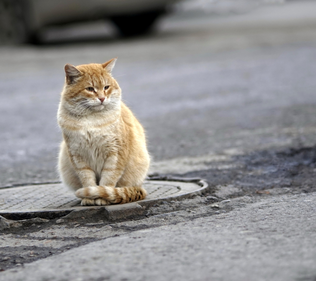 Das Fluffy cat on the street Wallpaper 1080x960