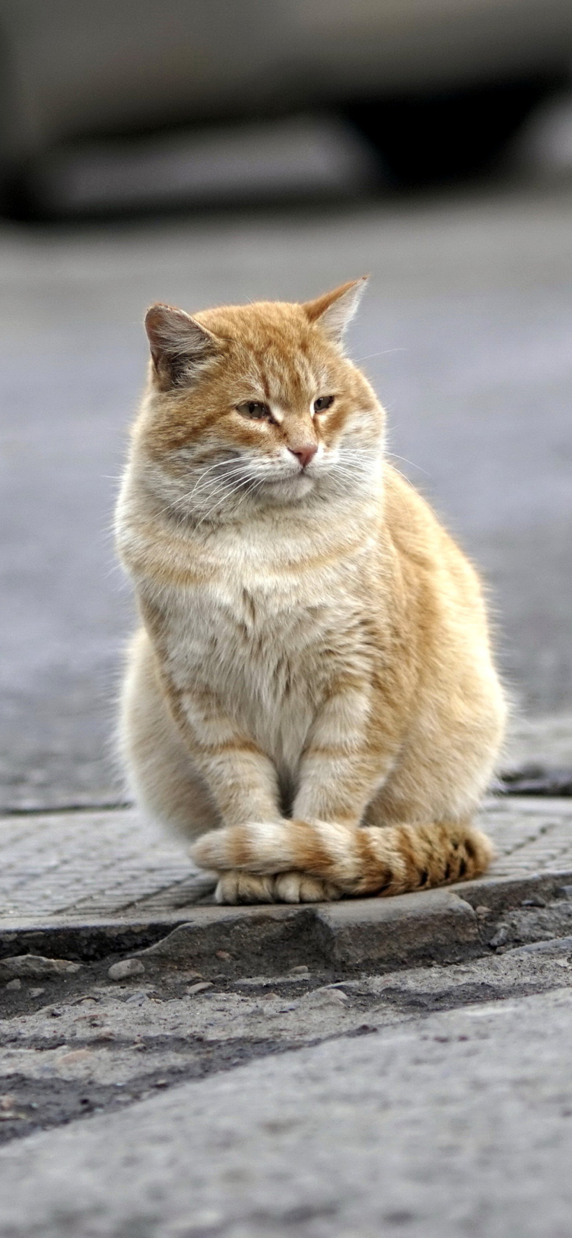 Fluffy cat on the street screenshot #1 1170x2532