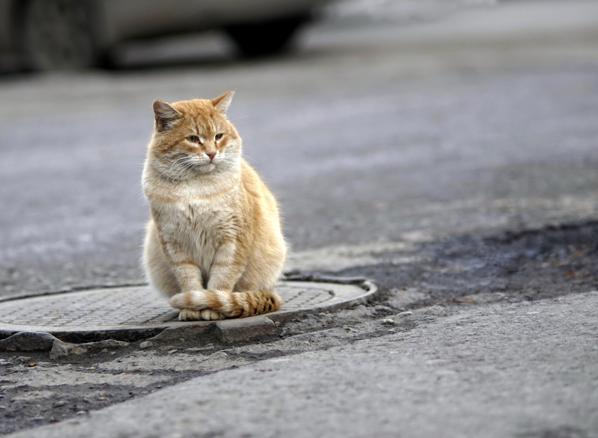 Fondo de pantalla Fluffy cat on the street 1920x1408