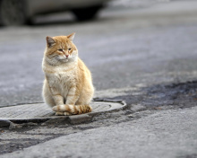 Sfondi Fluffy cat on the street 220x176