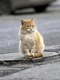 Fluffy cat on the street screenshot #1 240x320