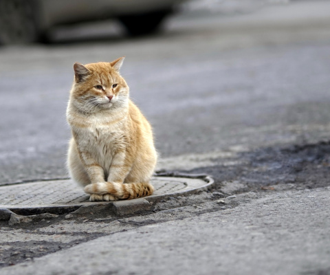 Fondo de pantalla Fluffy cat on the street 480x400