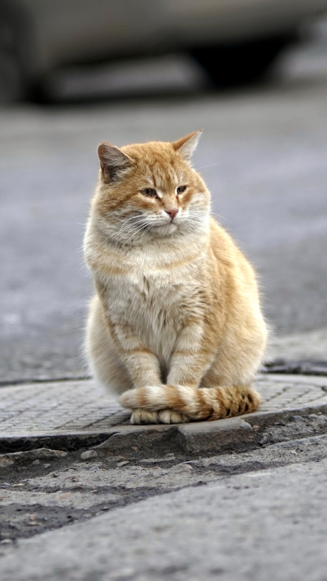 Обои Fluffy cat on the street 640x1136