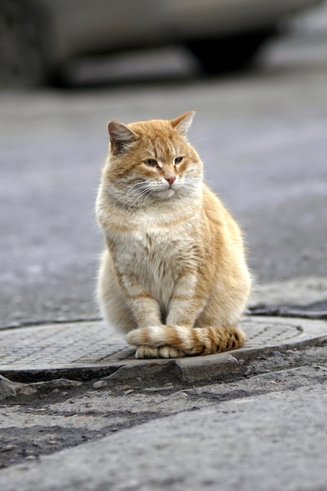 Sfondi Fluffy cat on the street 640x960