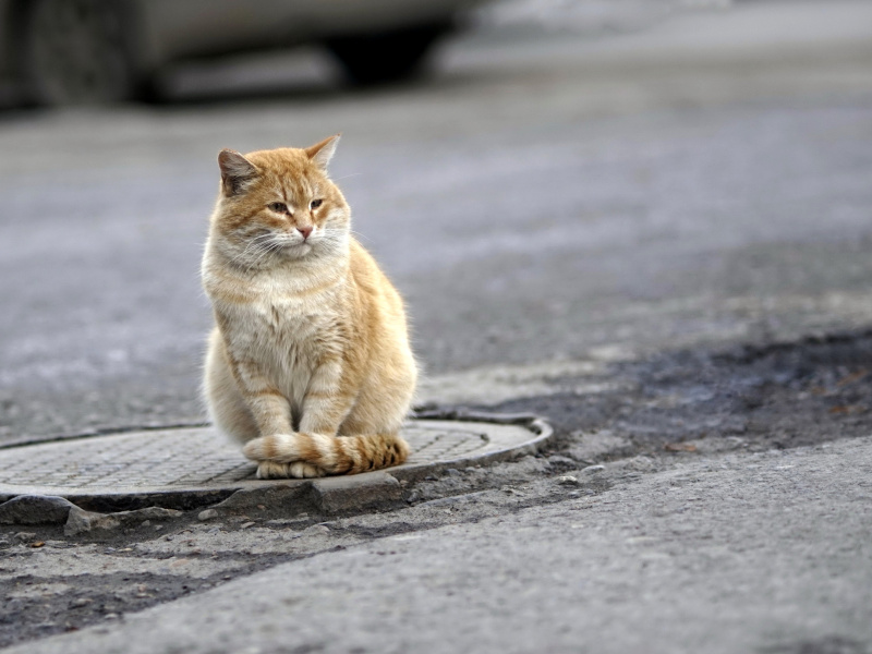 Fluffy cat on the street screenshot #1 800x600