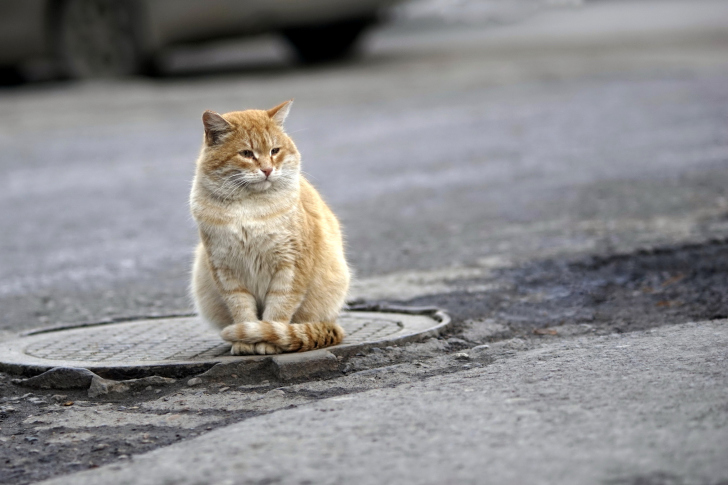 Sfondi Fluffy cat on the street