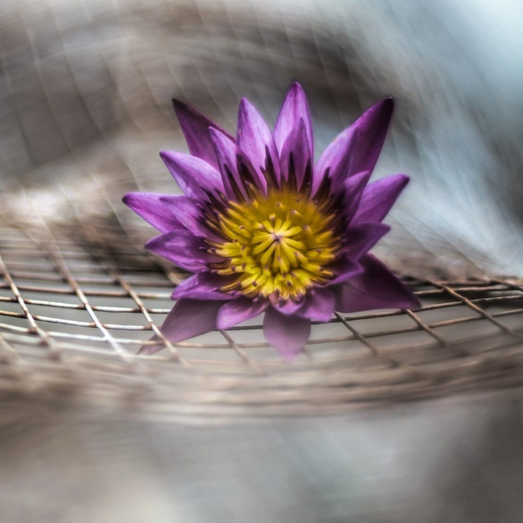 Sfondi Purple Flower On Metallic Net 1024x1024