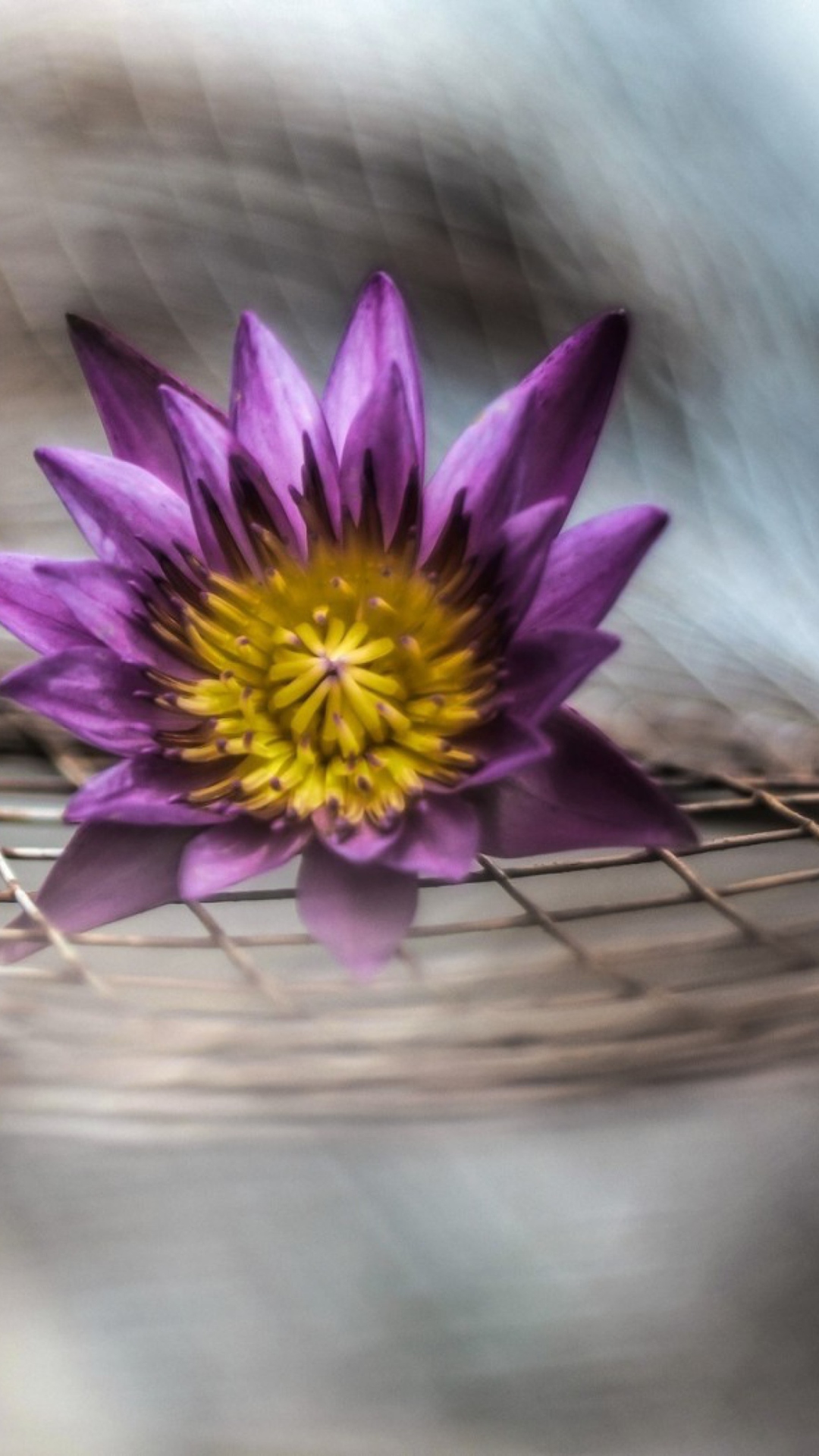 Обои Purple Flower On Metallic Net 1080x1920