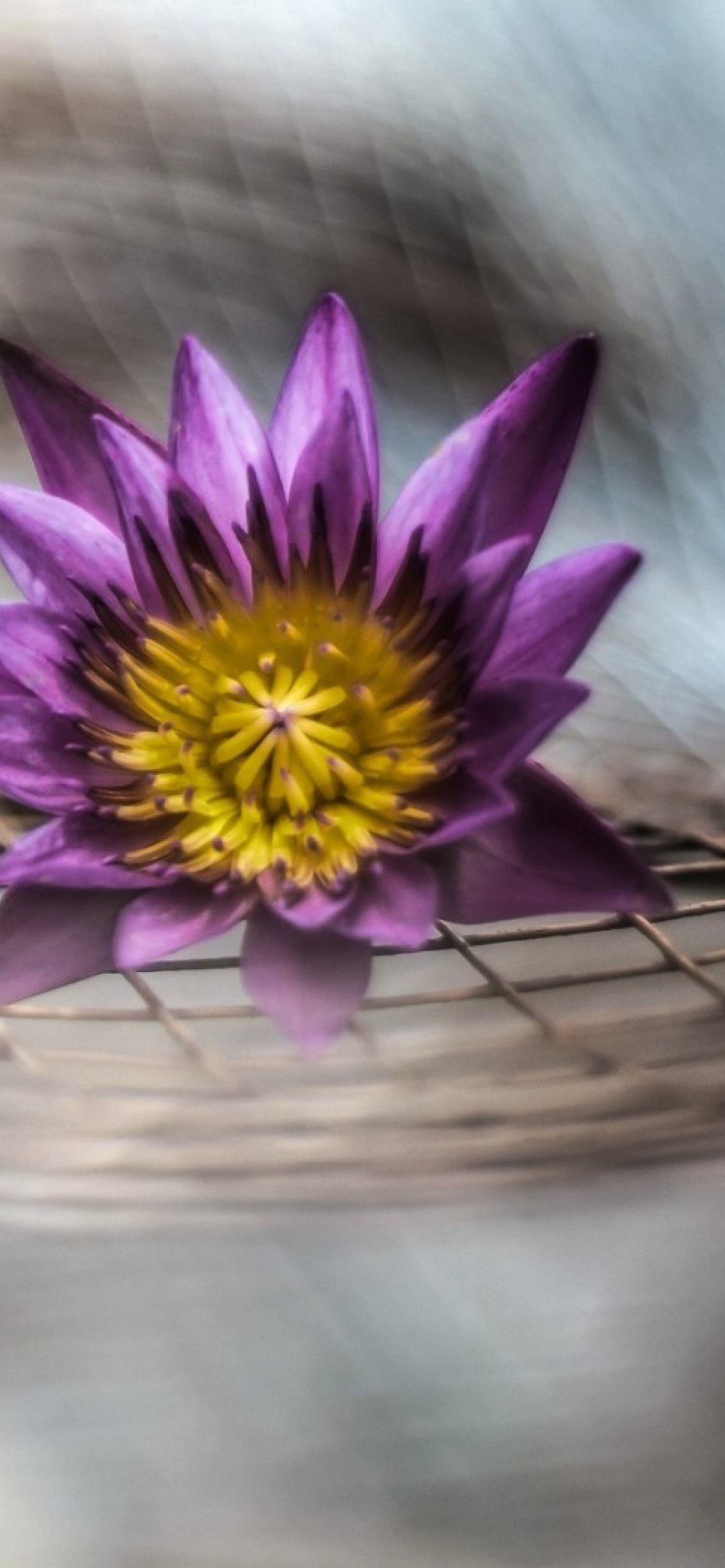 Screenshot №1 pro téma Purple Flower On Metallic Net 1170x2532