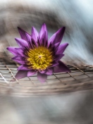 Purple Flower On Metallic Net screenshot #1 132x176