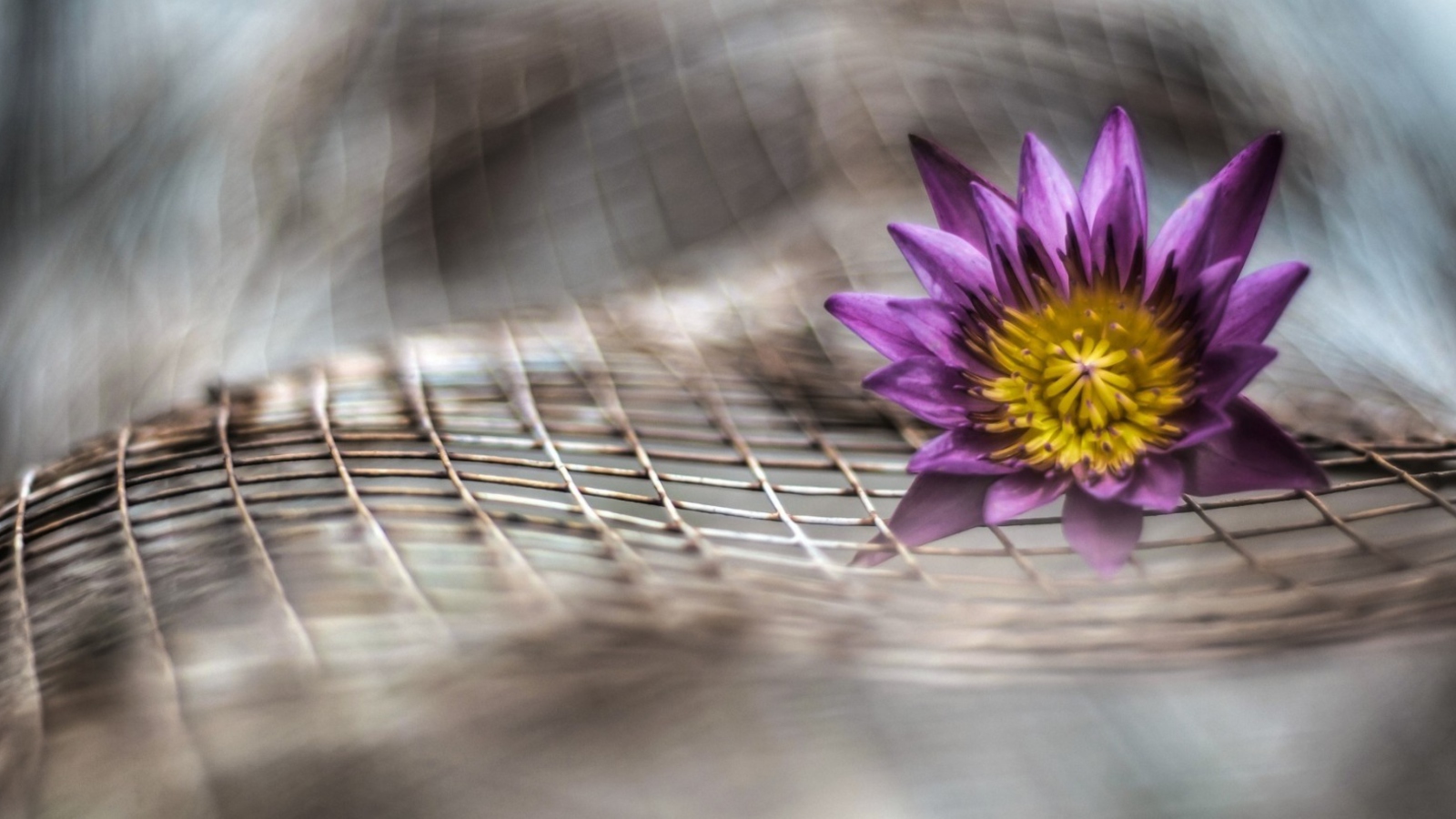 Purple Flower On Metallic Net screenshot #1 1600x900