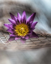 Purple Flower On Metallic Net screenshot #1 176x220