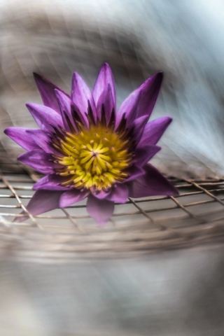 Purple Flower On Metallic Net screenshot #1 320x480