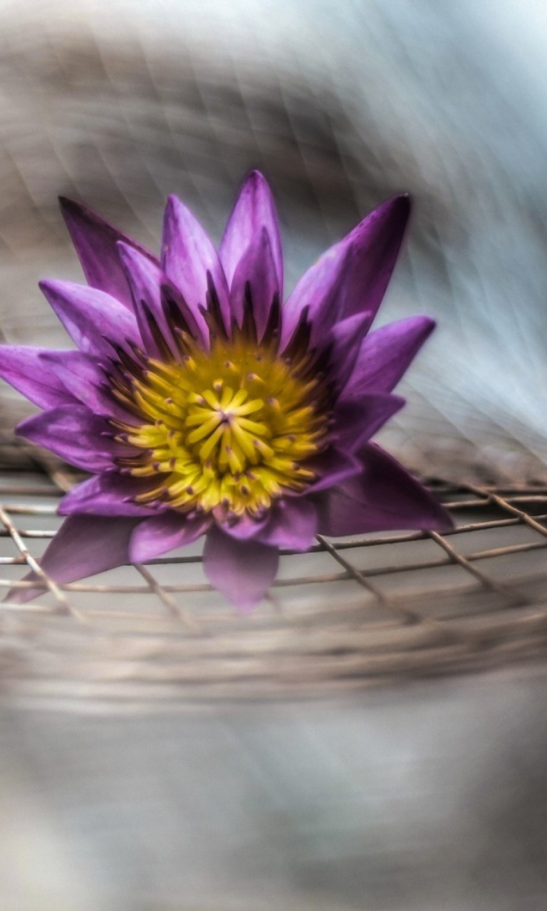 Das Purple Flower On Metallic Net Wallpaper 768x1280