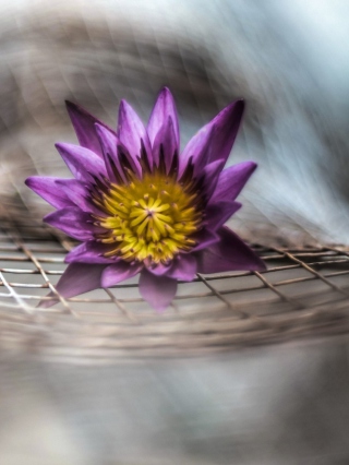 Purple Flower On Metallic Net - Obrázkek zdarma pro 240x320