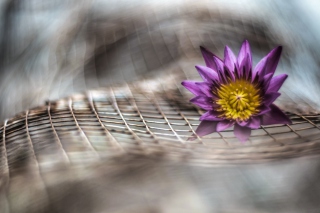 Purple Flower On Metallic Net Picture for Android, iPhone and iPad