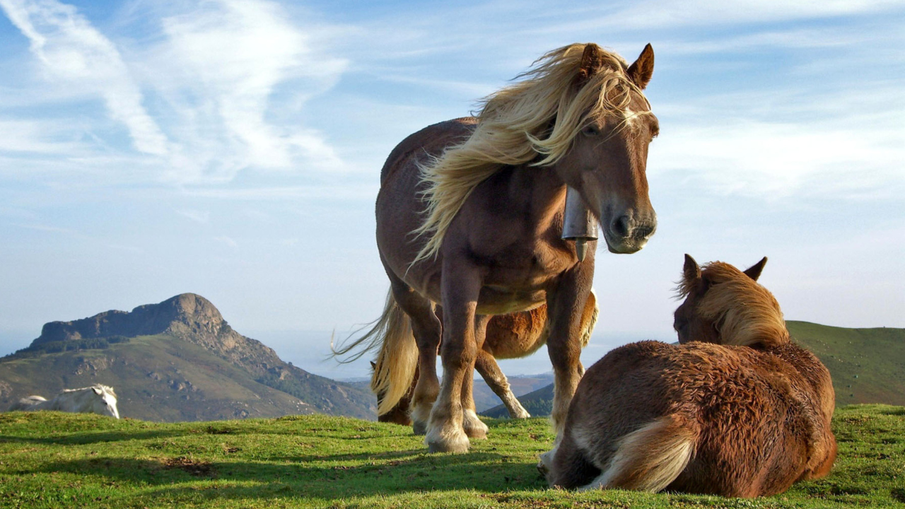 Das Horse Couple Wallpaper 1280x720