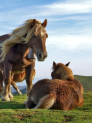 Fondo de pantalla Horse Couple 132x176