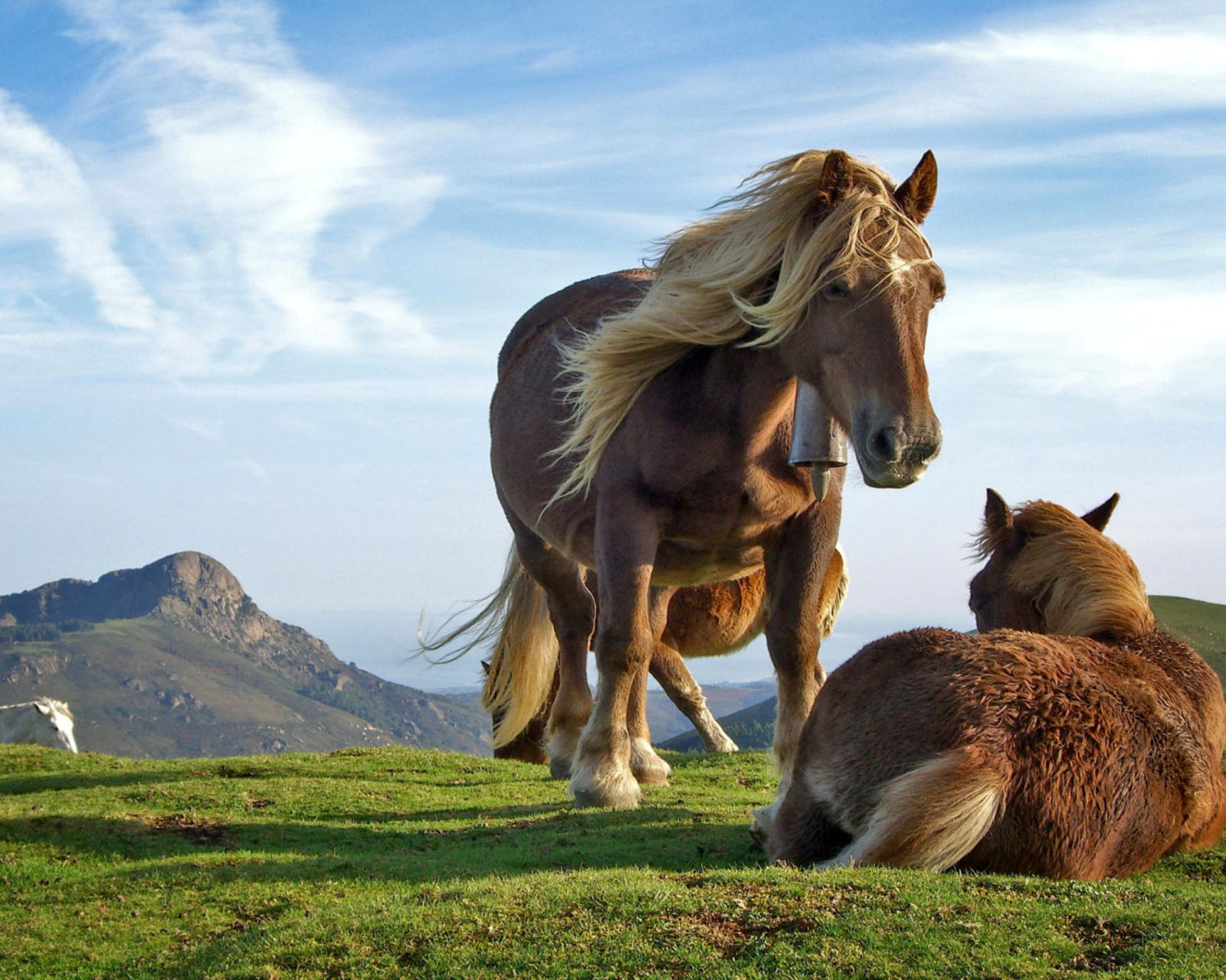 Fondo de pantalla Horse Couple 1600x1280