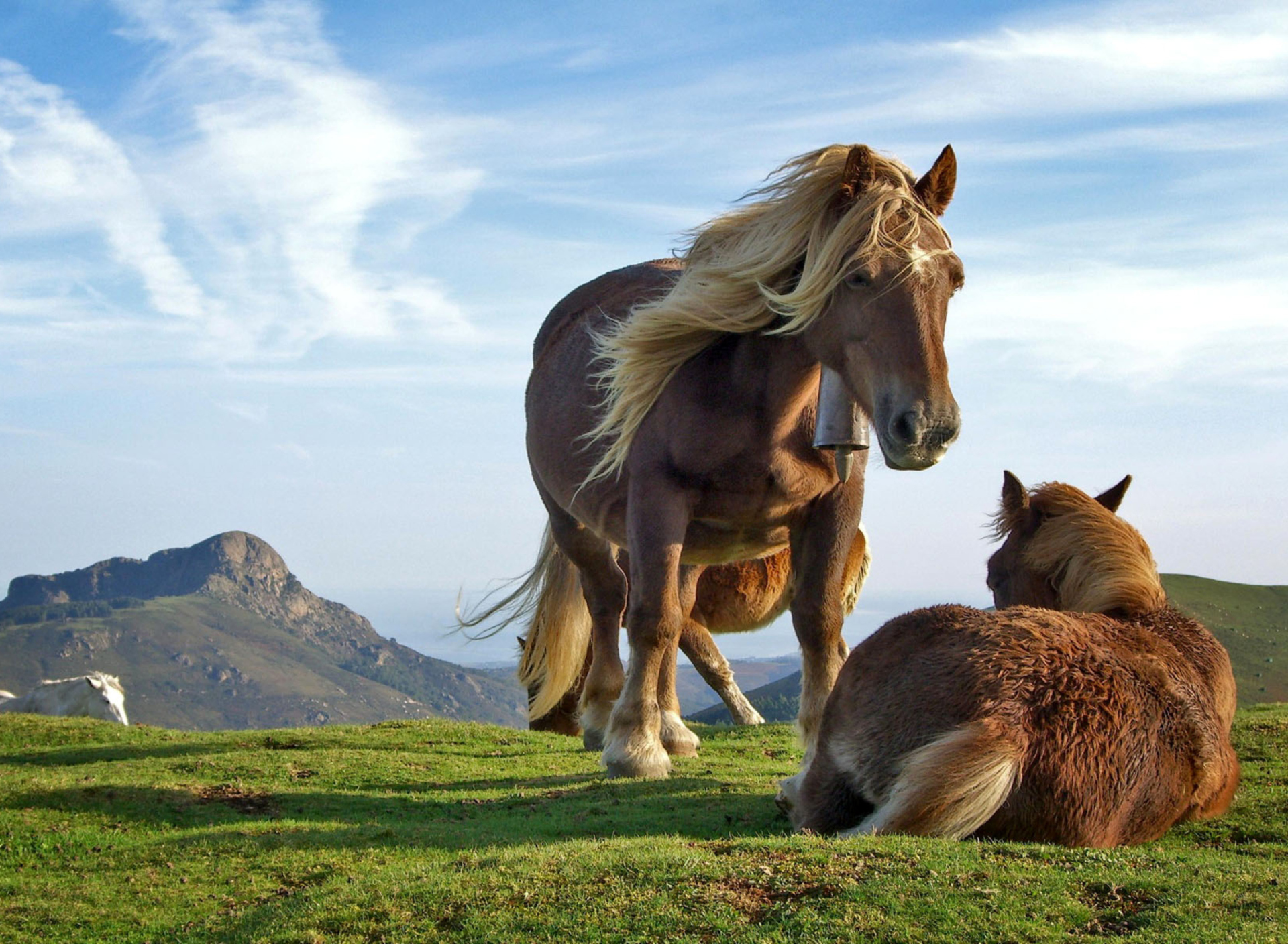 Fondo de pantalla Horse Couple 1920x1408