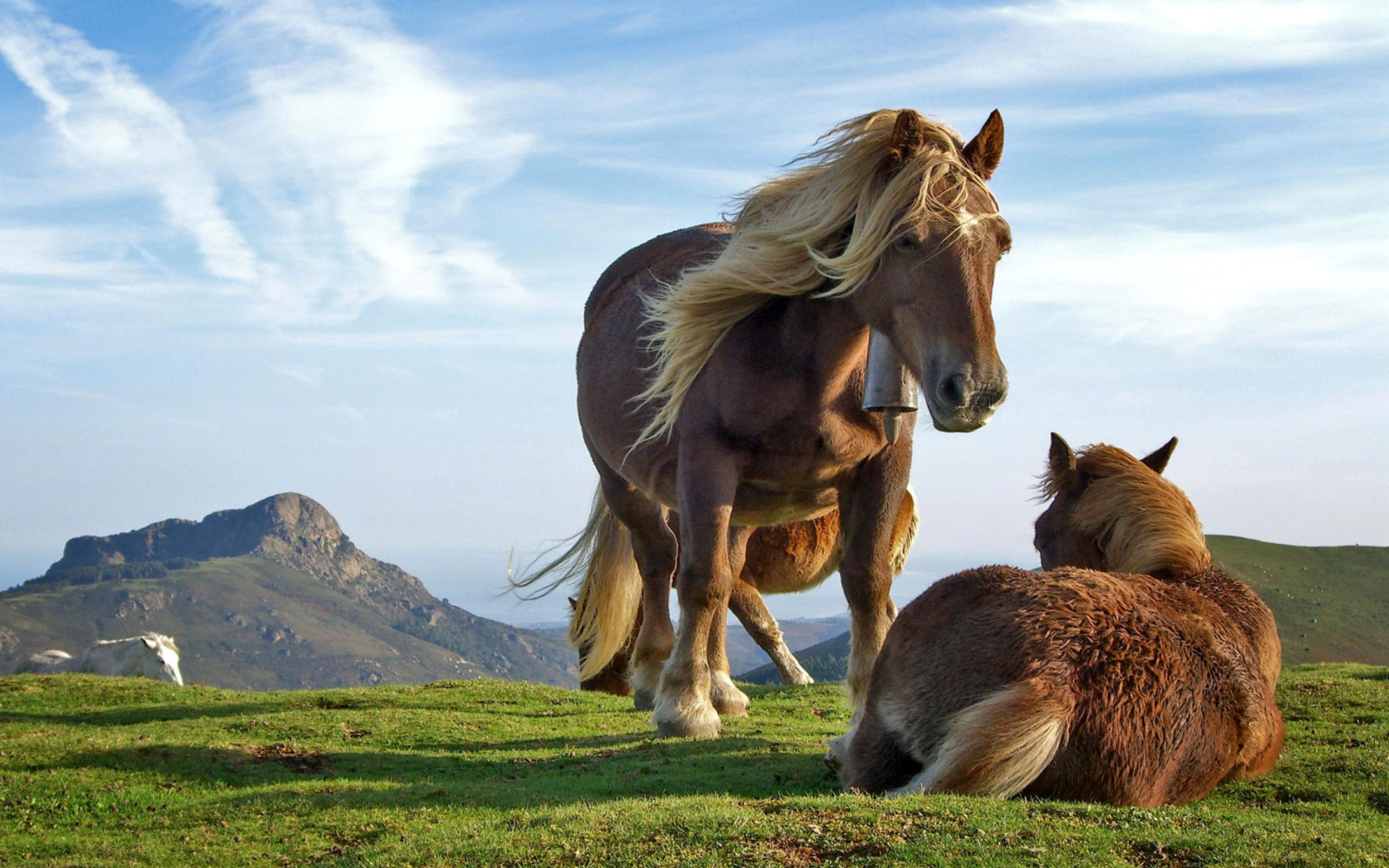 Das Horse Couple Wallpaper 2560x1600