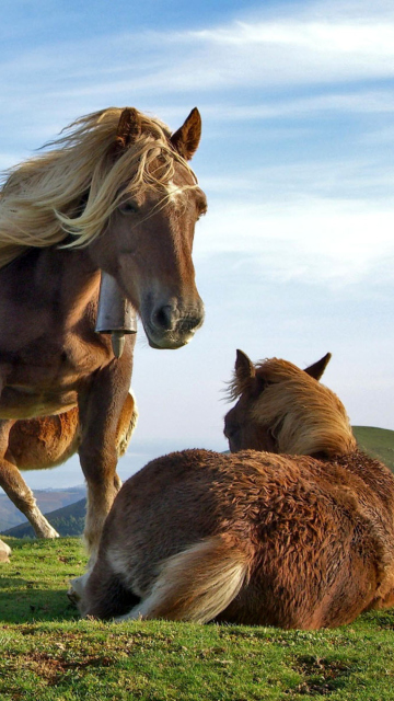 Fondo de pantalla Horse Couple 360x640