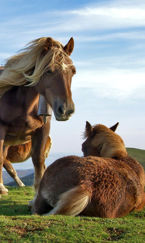 Sfondi Horse Couple 480x800