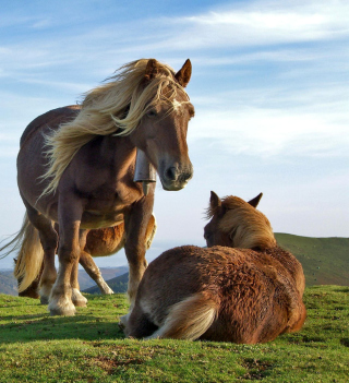 Horse Couple sfondi gratuiti per iPad mini