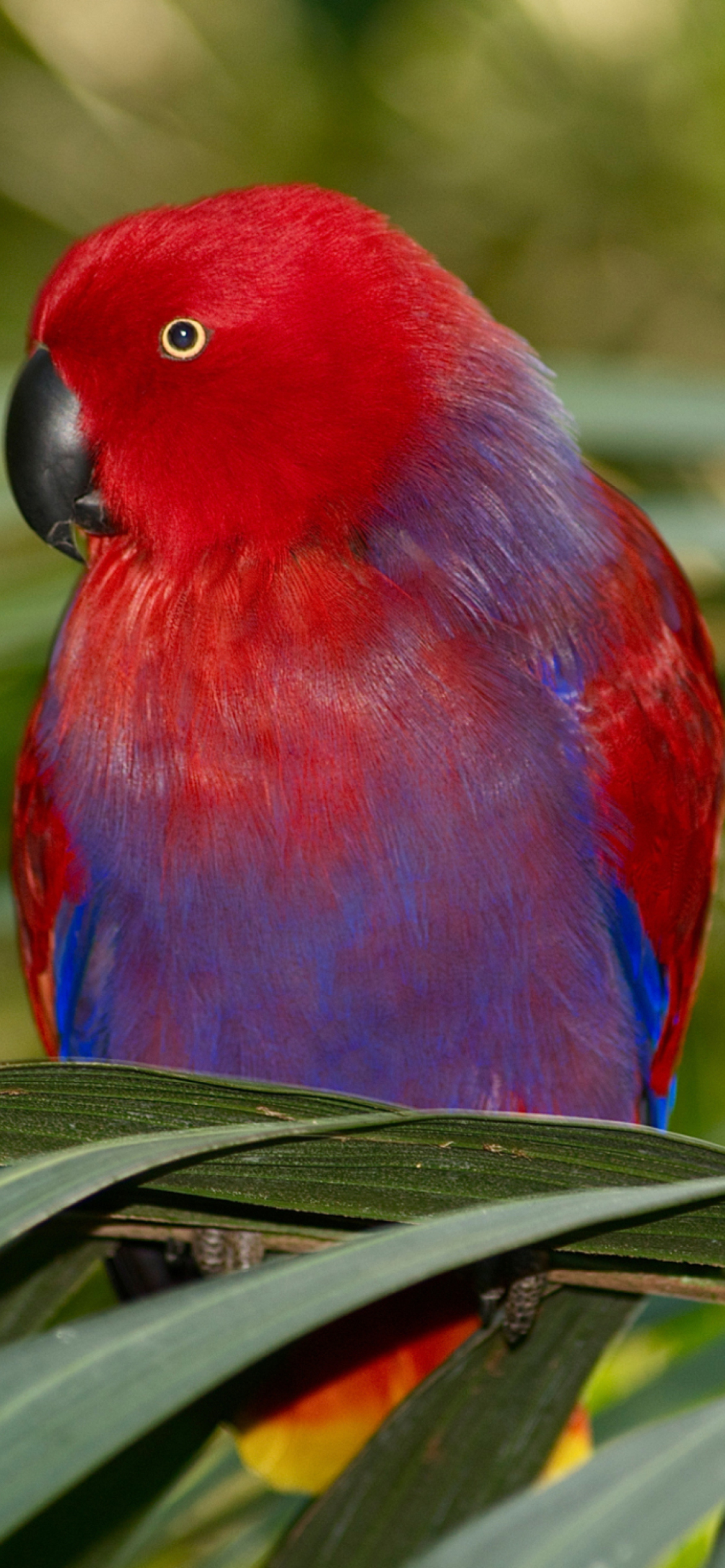 Parrot On The Palm wallpaper 1170x2532