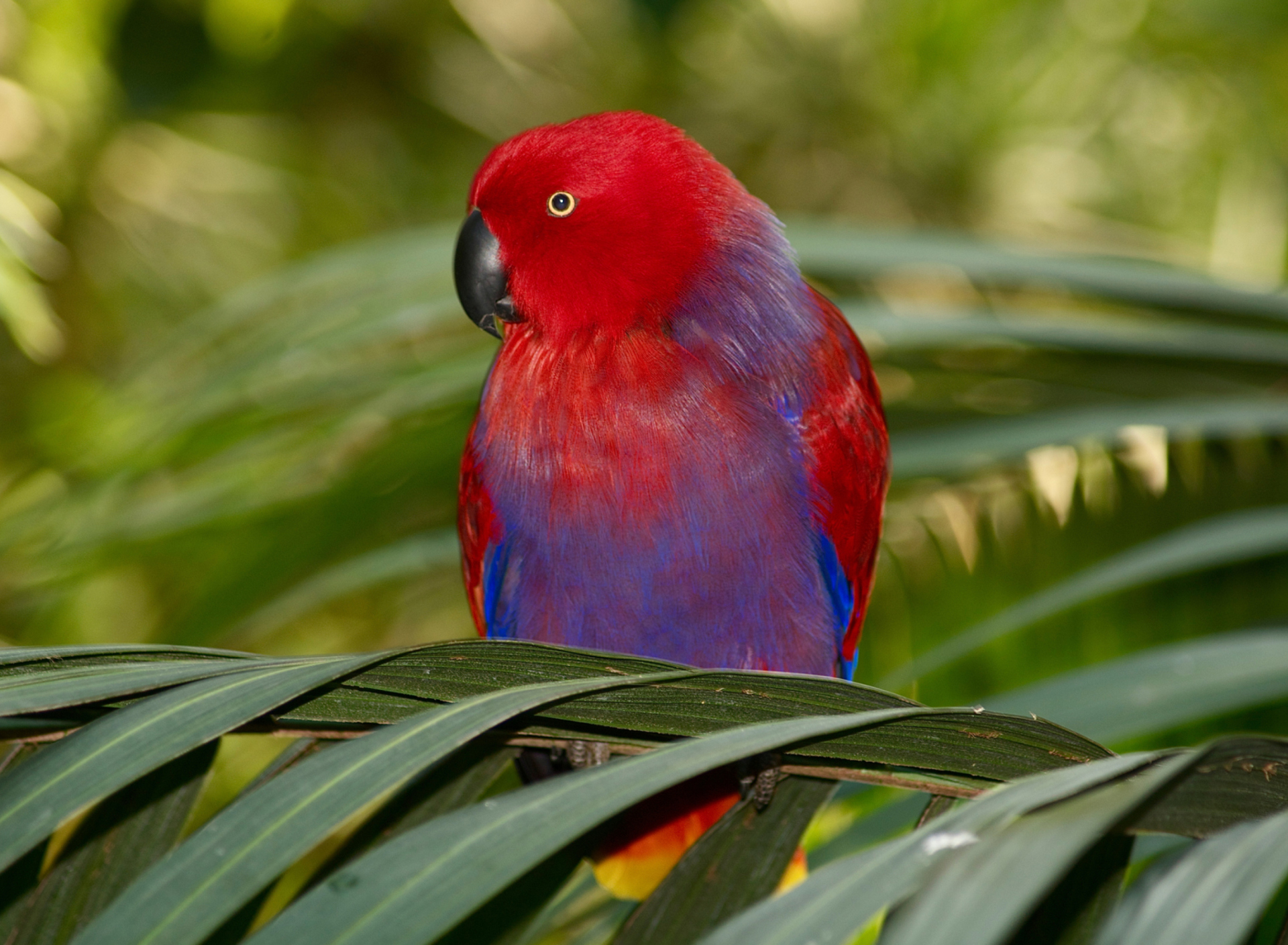 Parrot On The Palm wallpaper 1920x1408