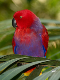 Parrot On The Palm wallpaper 240x320