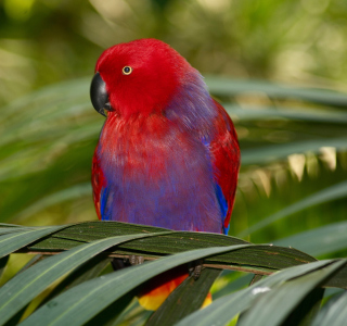 Free Parrot On The Palm Picture for HP TouchPad