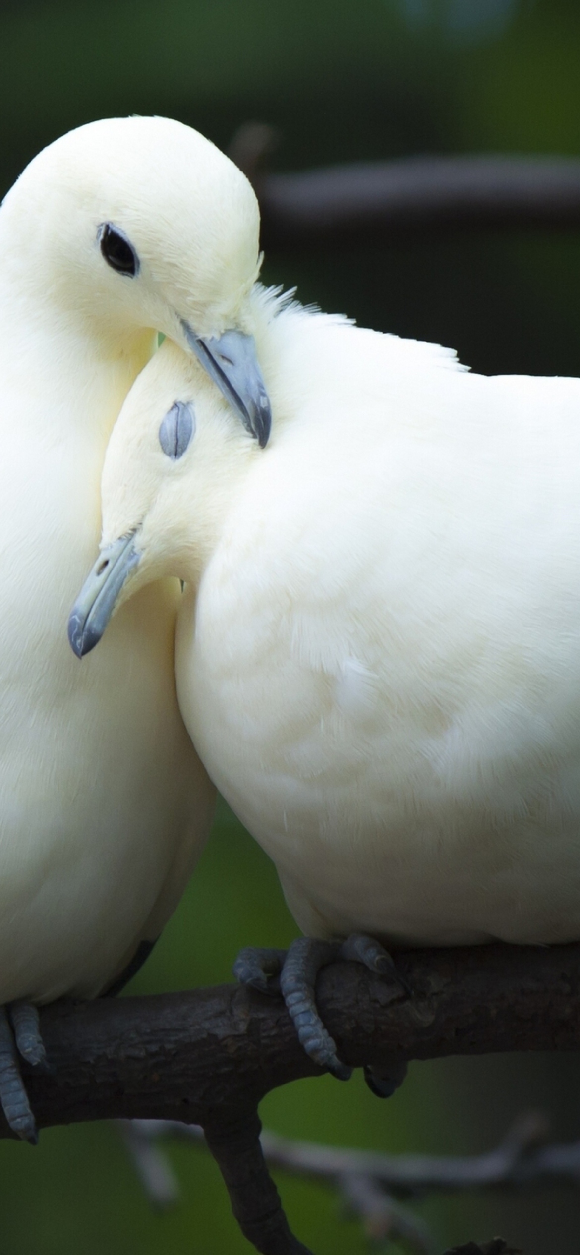 White Doves Love screenshot #1 1170x2532
