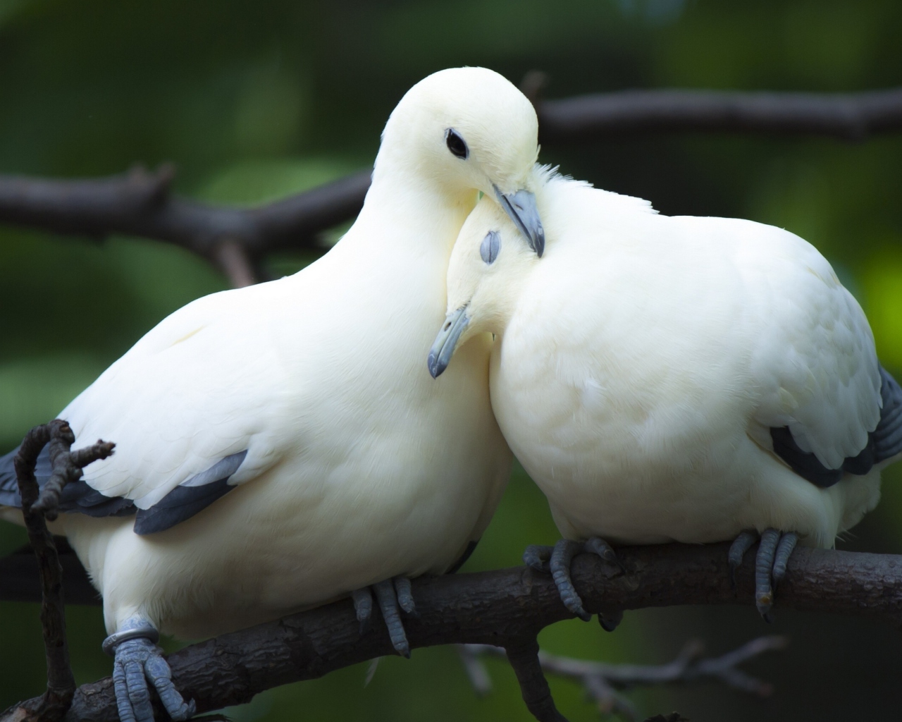 Обои White Doves Love 1280x1024