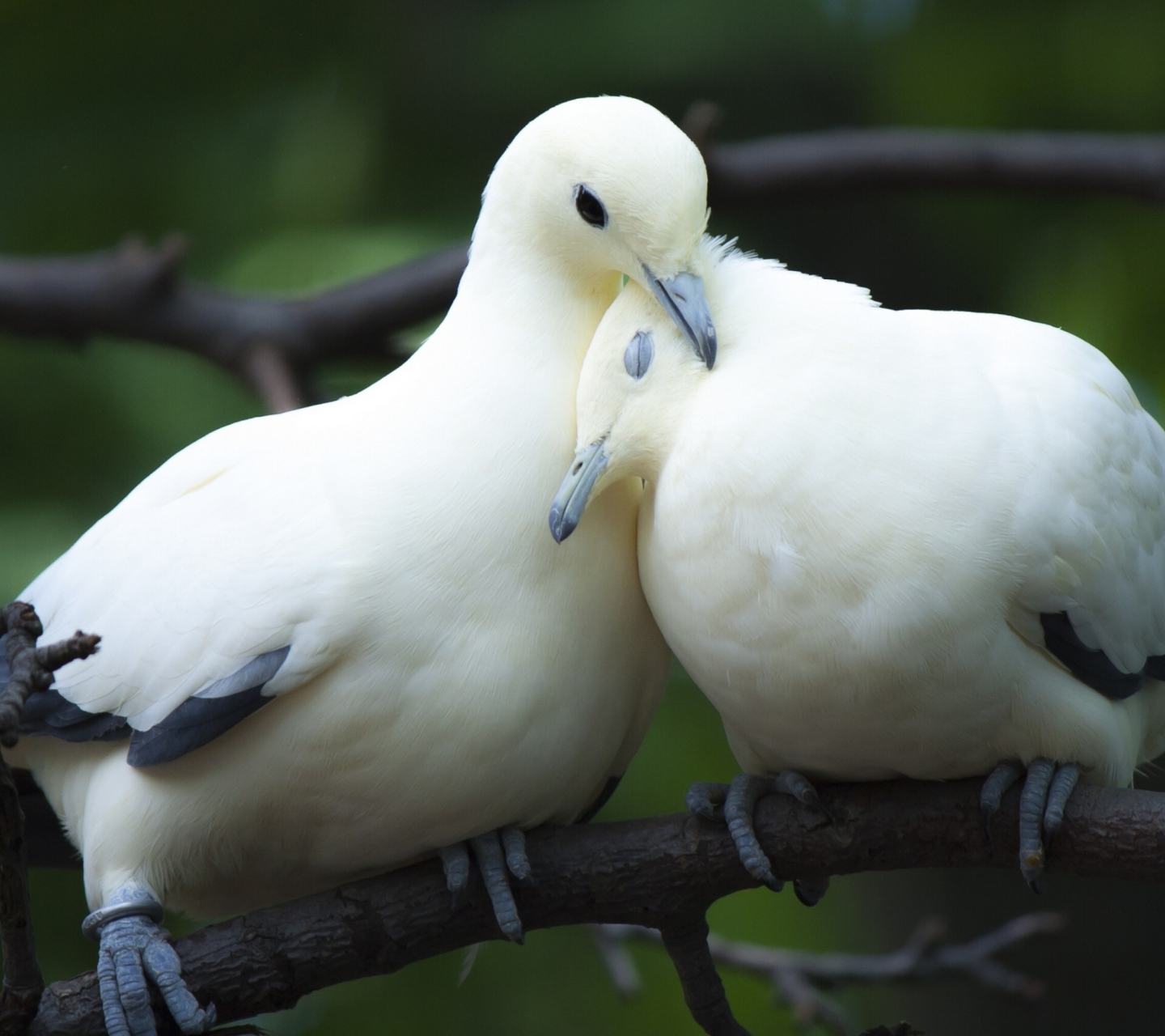 Sfondi White Doves Love 1440x1280