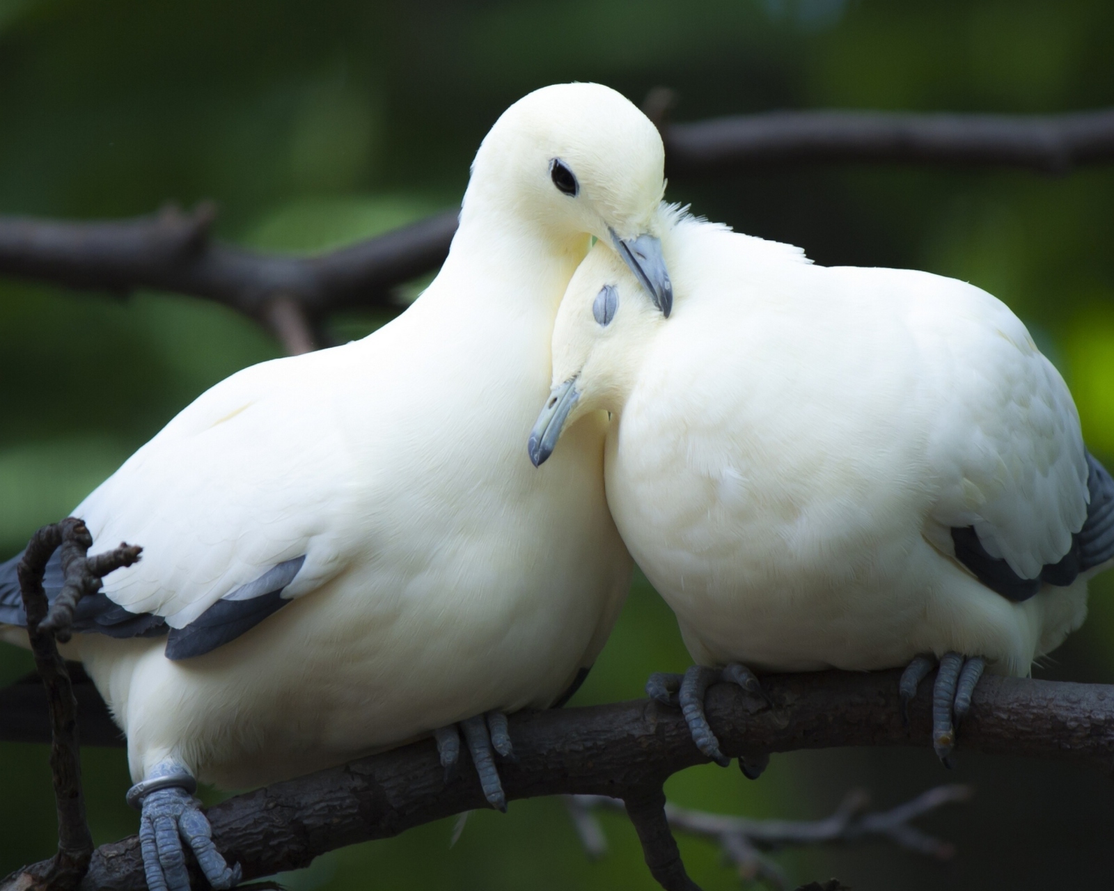 White Doves Love wallpaper 1600x1280