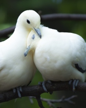 Sfondi White Doves Love 176x220