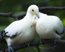 Sfondi White Doves Love 220x176